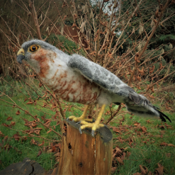 Needle Felt Sparrowhawk, Needle felt animal, Bird of Prey, Sculpture, Needle felt bird, Woodland creature, Fibre art, Bird sculpture, gift, wildlife art