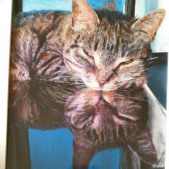 Tabby cat on glass table