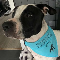 Dog Gift Personalised Dog Bandanna with name quote of your choice 19 Dog Gift Personalised Dog Bandanna with name quote of your choice 19