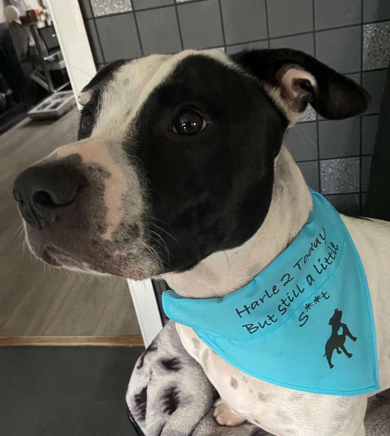 Dog Gift Personalised Dog Bandanna with name quote of your choice Dog Gift Personalised Dog Bandanna with name quote of your choice