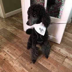 Dog Gift Personalised Dog Bandanna with name quote of your choice 18 Dog Gift Personalised Dog Bandanna with name quote of your choice 18