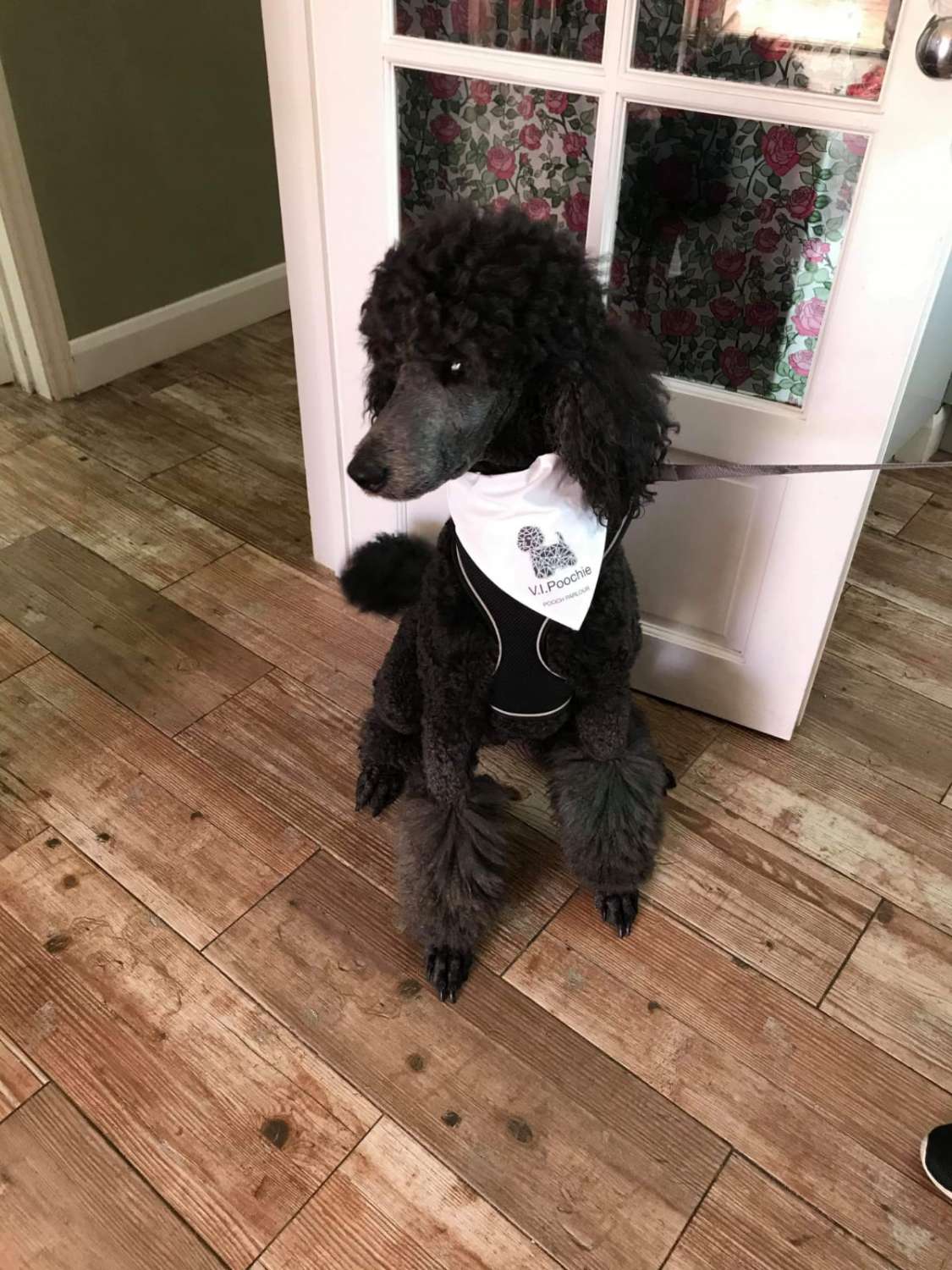 Dog Gift Personalised Dog Bandanna with name quote of your choice Dog Gift Personalised Dog Bandanna with name quote of your choice