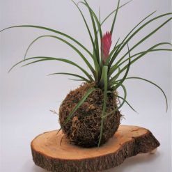 Kokedama Japanese Moss Ball