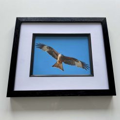 Red Kite signed framed print