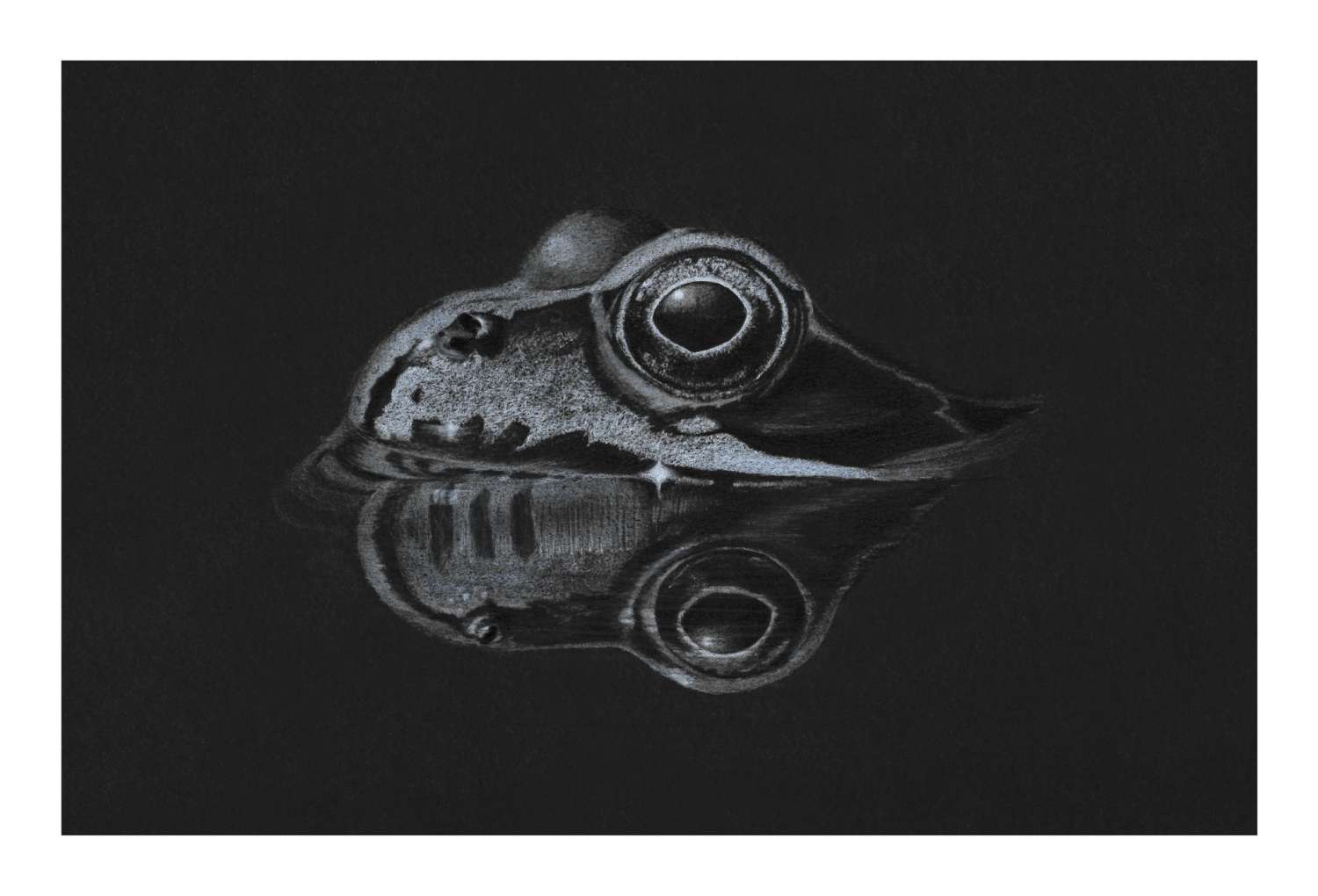 Fine Art Print - Limited Edition Grass Snake Print Fine Art Print - Limited Edition Grass Snake Print