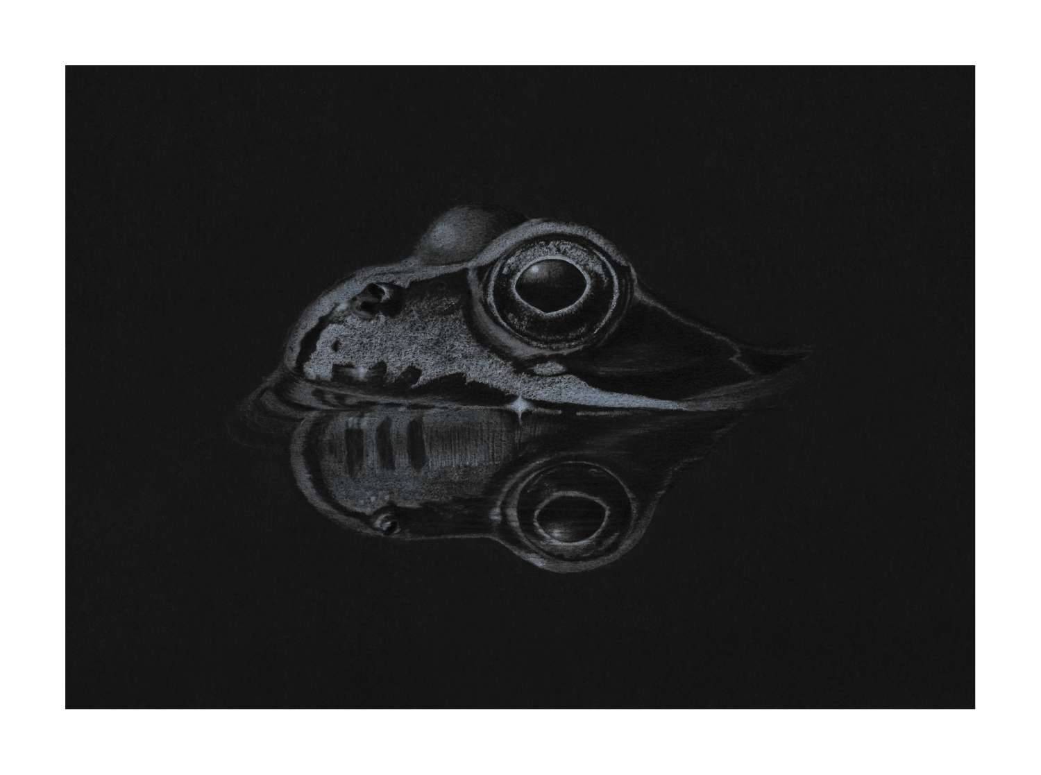 Fine Art Print - Limited Edition Common Frog Reflection Print Fine Art Print - Limited Edition Common Frog Reflection Print