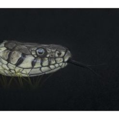 Fine Art Print - Limited Edition Grass Snake Print 2