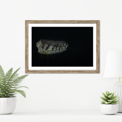 Fine Art Print - Limited Edition Grass Snake Print 1