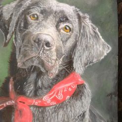 Labrador