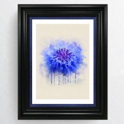 German National Flower - Cornflower - Centaurea Cynus 1 German National Flower - Cornflower - Centaurea Cynus 1