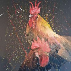 Roosters