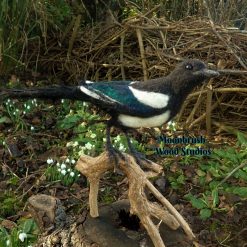 Needle Felt Magpie , Needle felt animal, Sculpture, Needle felt bird, Woodland creature, Fibre art, Bird sculpture, gift, wildlife art 3 Needle Felt Magpie , Needle felt animal, Sculpture, Needle felt bird, Woodland creature, Fibre art, Bird sculpture, gift, wildlife art 7
