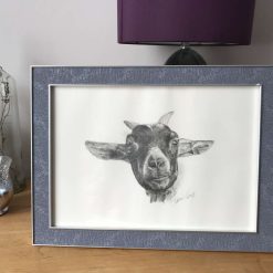 Goat “hear-ear”