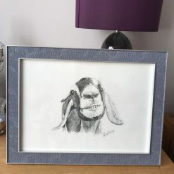 Goat “cheeky”