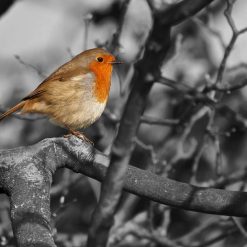 Robin in tree signed framed print 4 Robin in tree signed framed print 4