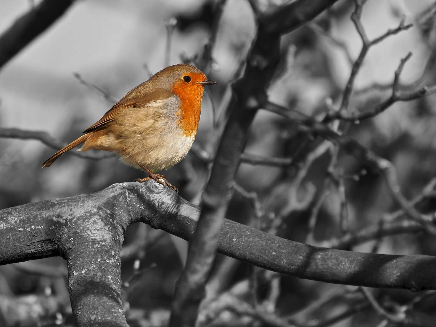 Robin in tree signed framed print Robin in tree signed framed print