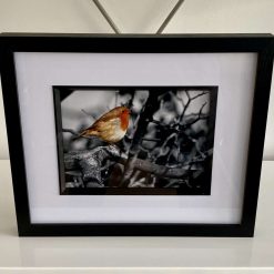 Robin in tree signed framed print 3 Robin in tree signed framed print 3
