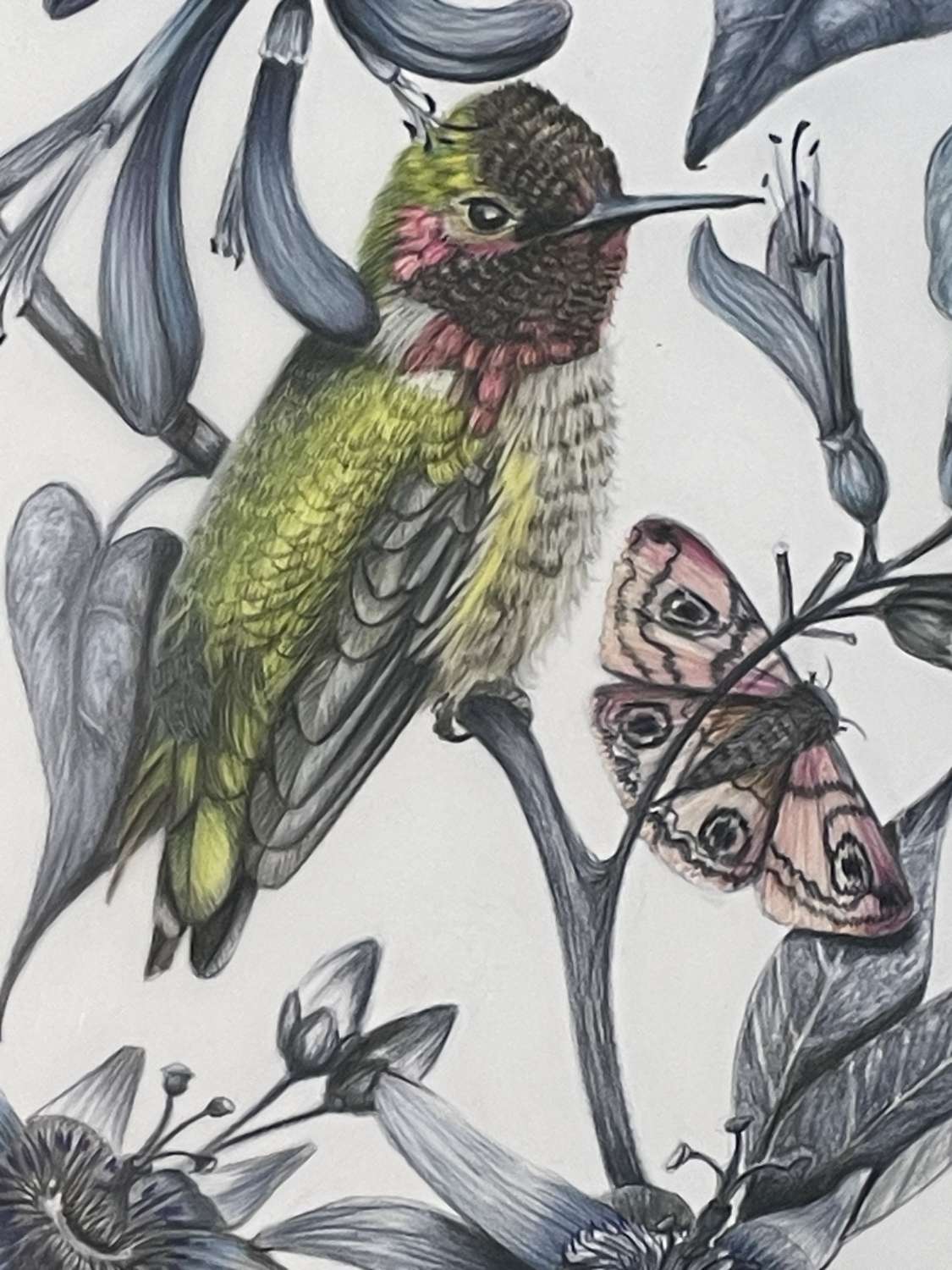 Hummingbird original signed artwork - framed and mounted Hummingbird original signed artwork - framed and mounted