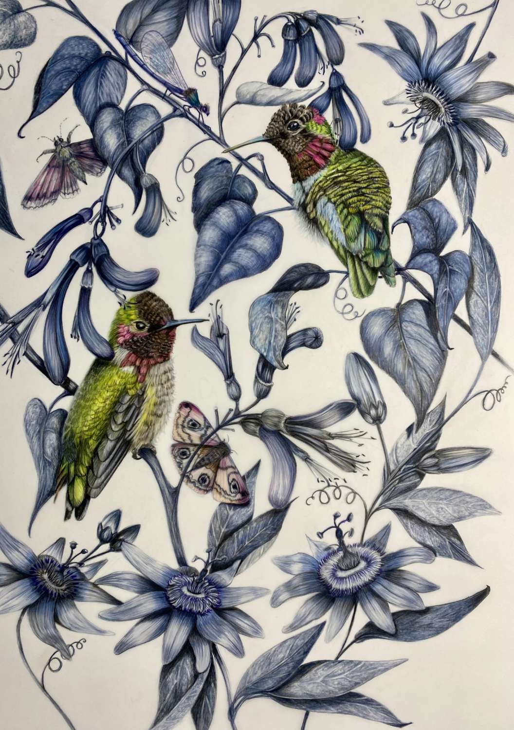 Hummingbird signed limited edition giclee print A3 Hummingbird signed limited edition giclee print A3