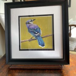 Original artwork - American Blue Jay - Framed and Mounted