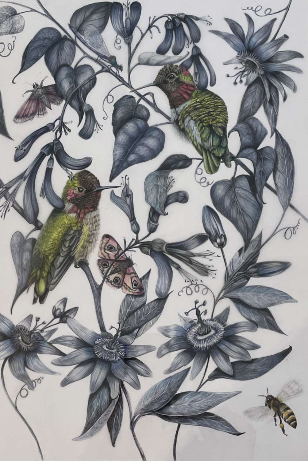 Hummingbird original signed artwork - framed and mounted Hummingbird original signed artwork - framed and mounted
