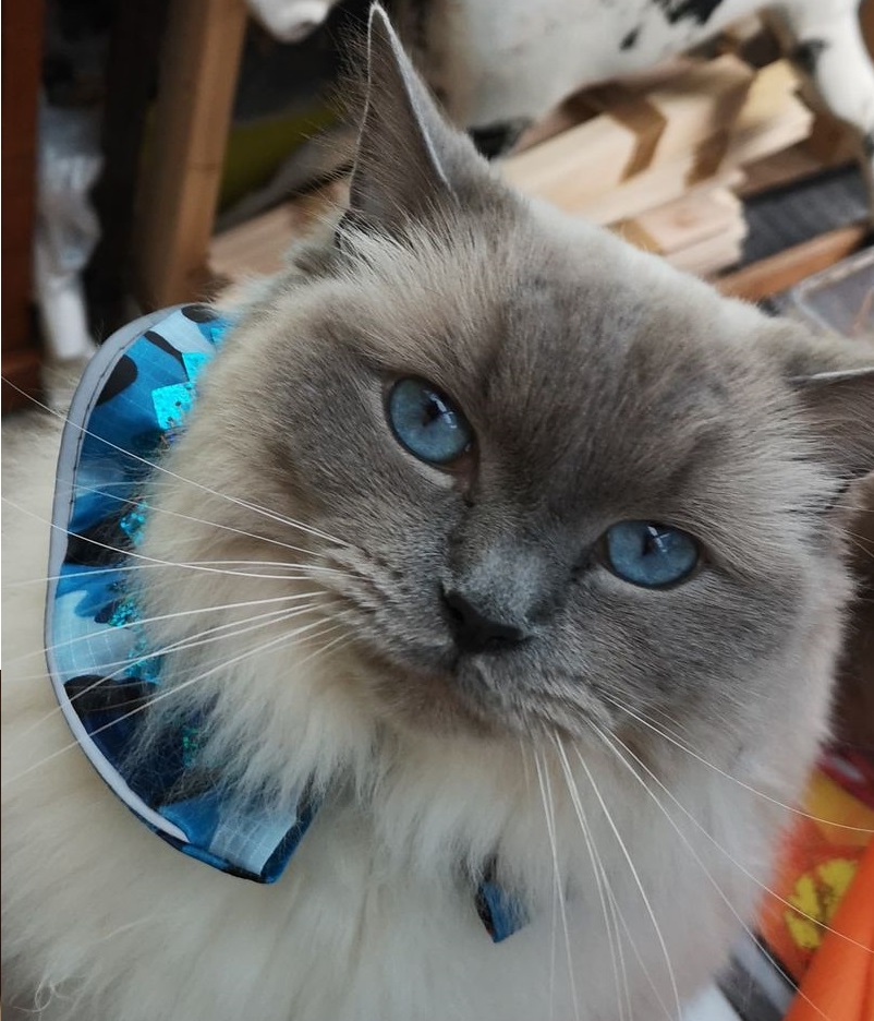 STOP CAT- BIRD SAVER COLLARS - Soft Touch -WATERPROOF (Copy) (Copy) STOP CAT- BIRD SAVER COLLARS - Soft Touch -WATERPROOF (Copy) (Copy)