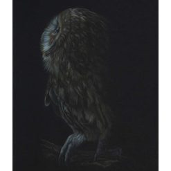 Fine Art Print - A4 Limited Edition Tawny Owl Print