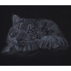Fine Art Print - A4 Limited Edition Tawny Owl Print