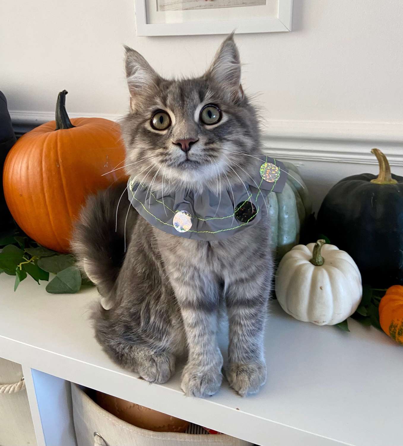 HIGH VISIBILITY BIRD SAVER COLLAR STOP CAT MadeMe