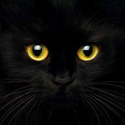 Black Cat - digital art