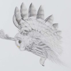 Fine Art Print - A4 Limited Edition Great Grey Owl in Flight Print