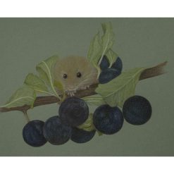 Fine Art Print - 12 x 9 inch Limited Edition Red Squirrel Print