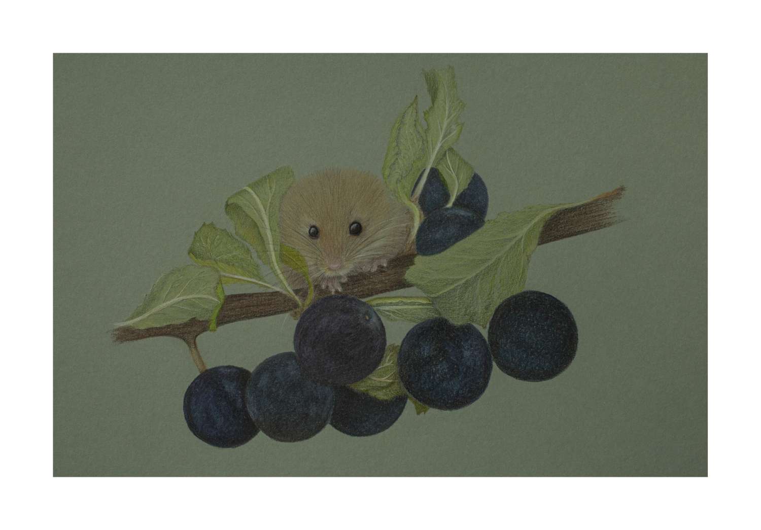 Fine Art Print - 12 x 9 inch Limited Edition Red Squirrel Print Fine Art Print - 12 x 9 inch Limited Edition Red Squirrel Print