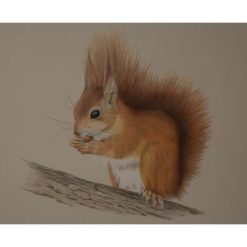 Fine Art Print - 12 x 9 inch Limited Edition Red Squirrel Print