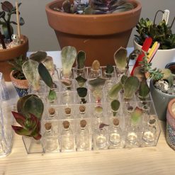 Propagation starter kits 1 Propagation starter kits 1