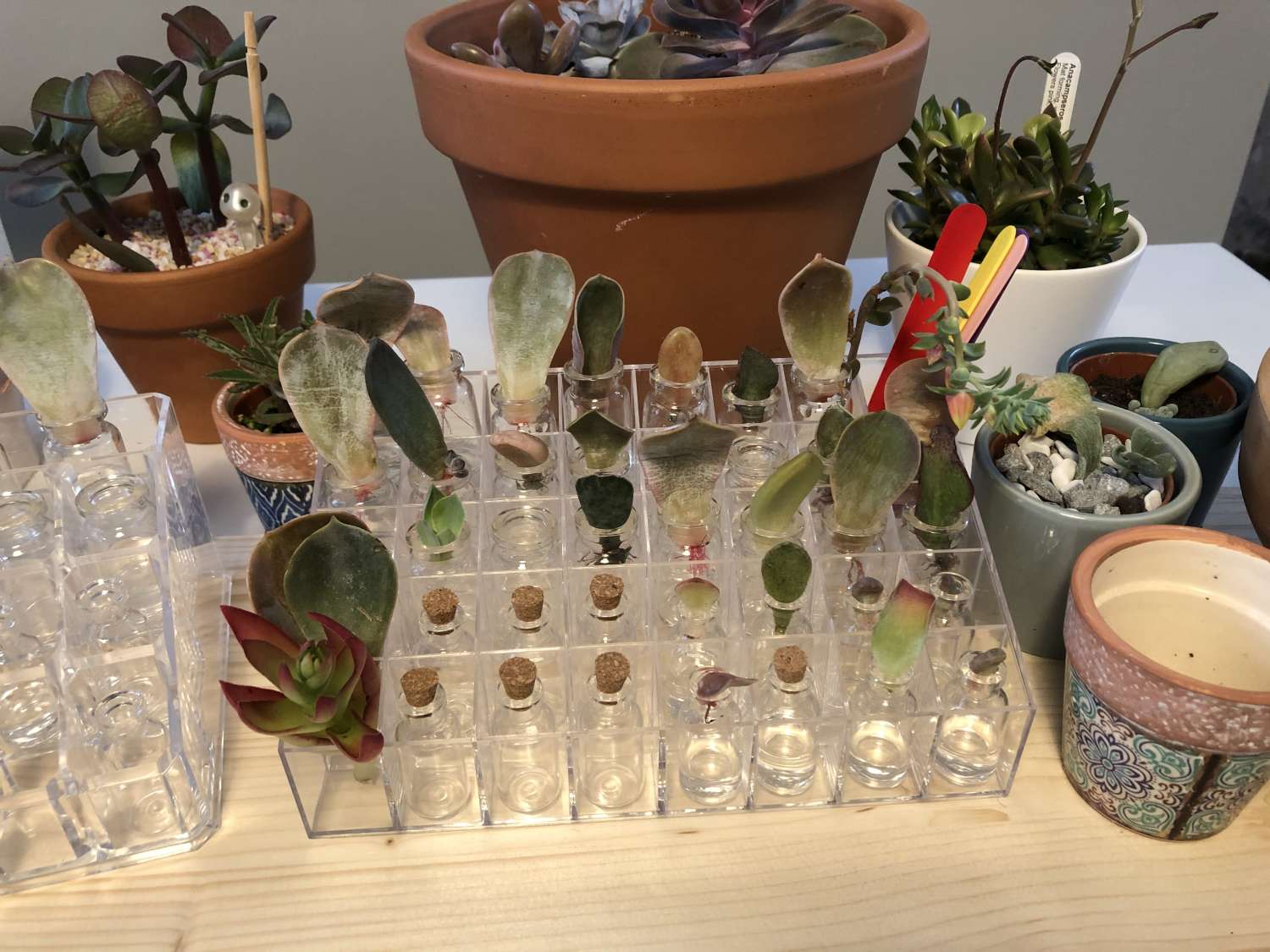 Propagation starter kits Propagation starter kits