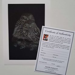 Fine Art Print - A4 Limited Edition Little Owls Print
