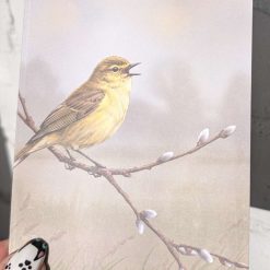 Herald of Spring, Chiffchaff Greetings card