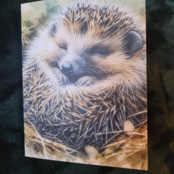 Hedgehog Greetings Card