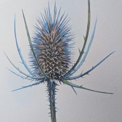Teasle Original Watercolour Botanical Painting