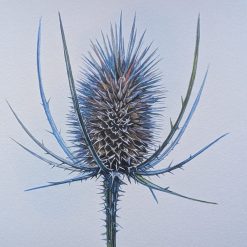 Teasle Original Watercolour Botanical Painting 1 Teasle Original Watercolour Botanical Painting 1