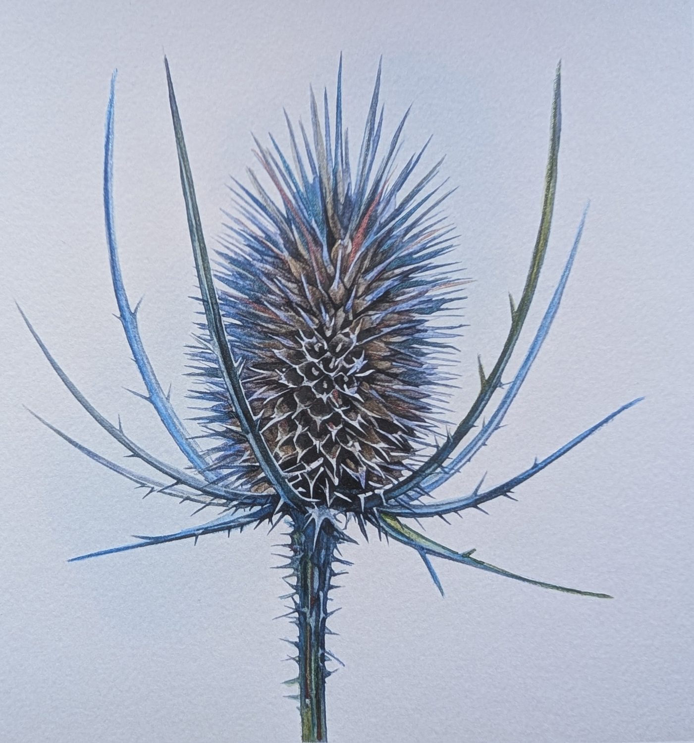 Teasle Original Watercolour Botanical Painting Teasle Original Watercolour Botanical Painting
