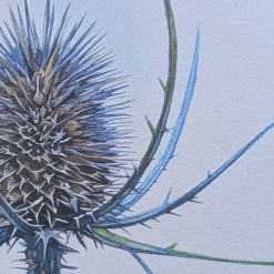 Teasle Original Watercolour Botanical Painting 2 Teasle Original Watercolour Botanical Painting 2