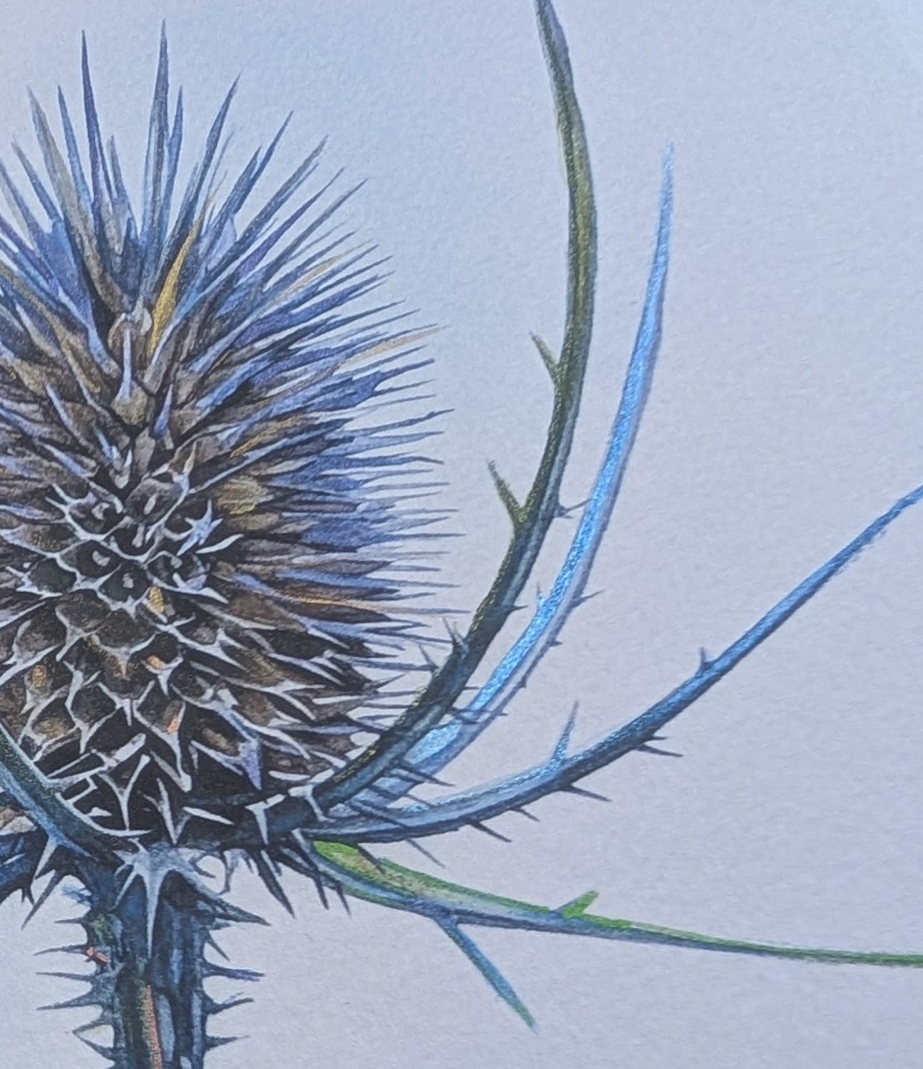 Teasle Original Watercolour Botanical Painting Teasle Original Watercolour Botanical Painting