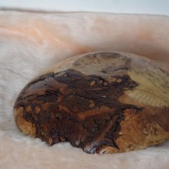 oak burr 2 oak burr 2