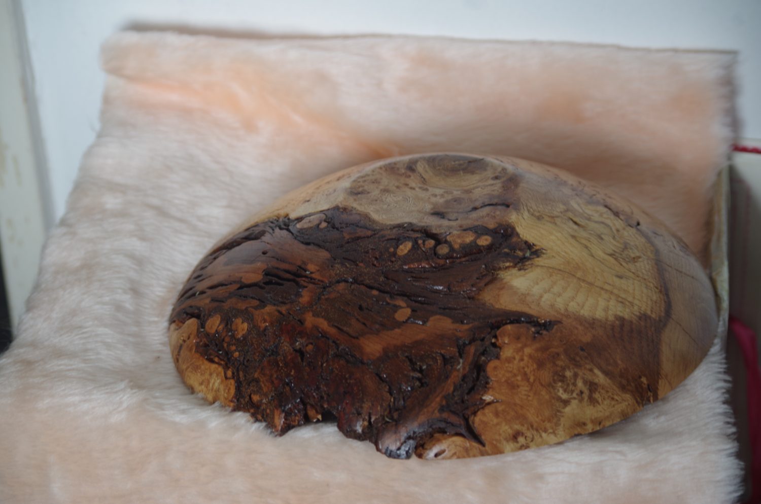 oak burr oak burr