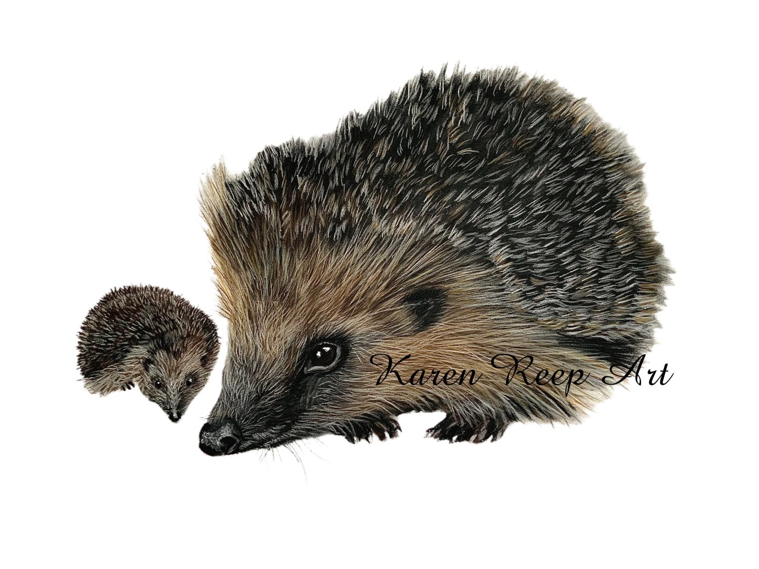 ‘Sophie Hedgehog , A3 print signed by Artist Karen Reep ‘Sophie Hedgehog , A3 print signed by Artist Karen Reep