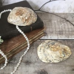 Oyster Shell Pair, Decorative Ring Dish 4