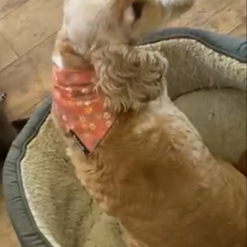 Christmas animal magic