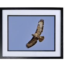 Buzzard Soaring - Special 1 Buzzard Soaring - Special 1